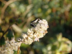 Coelioxys afer