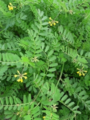 Hippocrepis