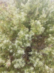 Juniperus