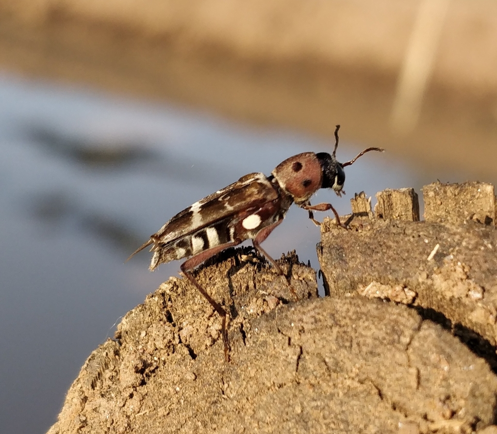 Xylotrechus smei