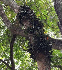 Bulbophyllum purpurascens