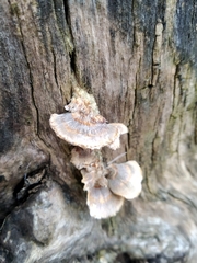 Fungi