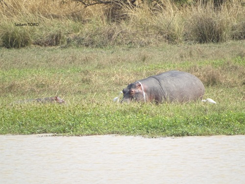 Common Hippopotamus