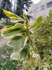 Magnoliopsida