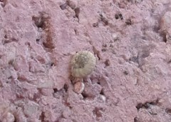 Backeljaia gigaxii