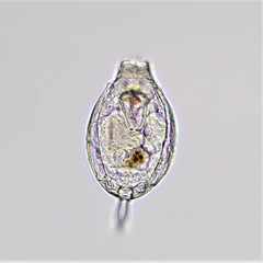 Lecane closterocerca