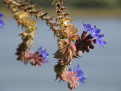 Anchusa procera