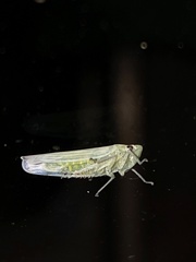 Signoretiini
