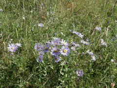 Aster amellus bessarabicus