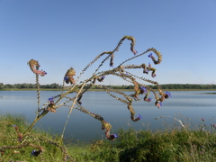 Anchusa procera