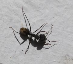 Camponotus chrysurus