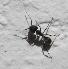 Camponotus chrysurus