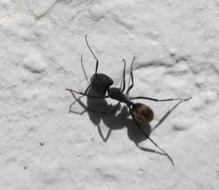 Camponotus chrysurus