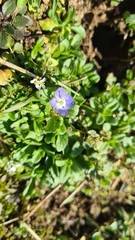 Veronica persica