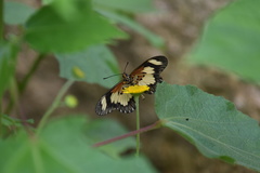 Acraea cabira