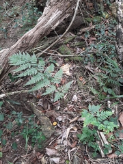 Dryopteris inaequalis