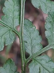 Dryopteris inaequalis