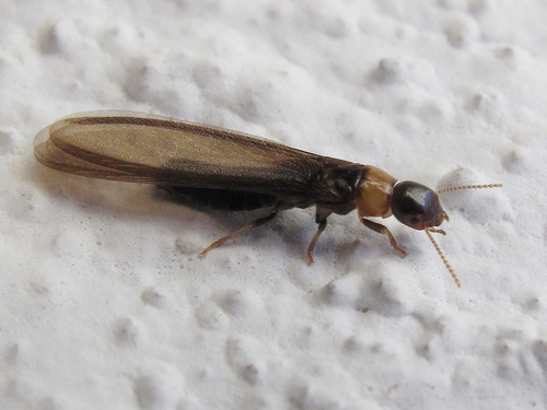 Representative image of Kalotermes flavicollis