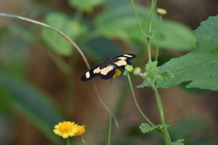 Acraea cabira