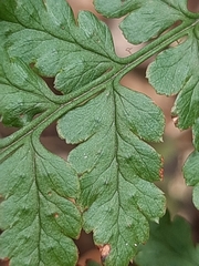 Dryopteris inaequalis