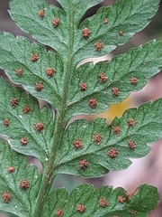 Dryopteris inaequalis