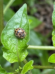 Henosepilachna vigintisexpunctata