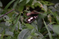 Aterica galene theophane