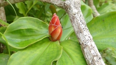 Costus woodsonii