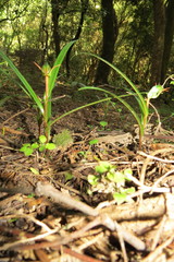 Pterostylis graminea