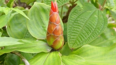 Costus woodsonii
