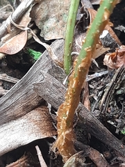 Dryopteris inaequalis