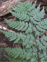 Dryopteris inaequalis