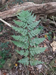 Dryopteris inaequalis