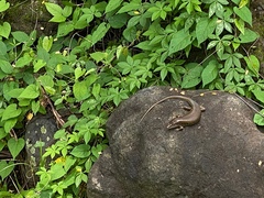 Eutropis multifasciata