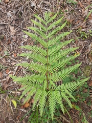 Pteris dentata