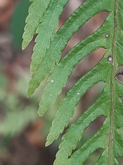 Pteris dentata