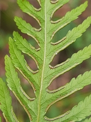 Pteris dentata