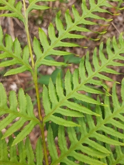 Pteris dentata
