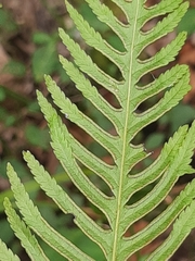 Pteris dentata