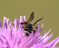 Halictus quadricinctus