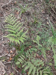 Pteris dentata