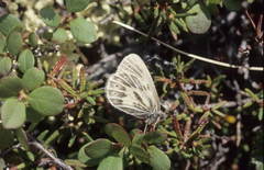 Triphysa nervosa nervosa