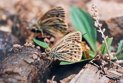 Triphysa nervosa