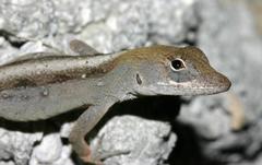 Anolis jubar