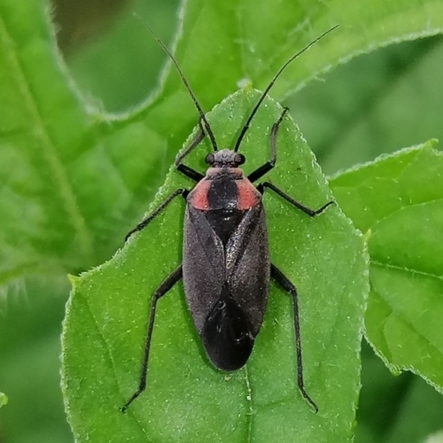 Prepops procorrentinus