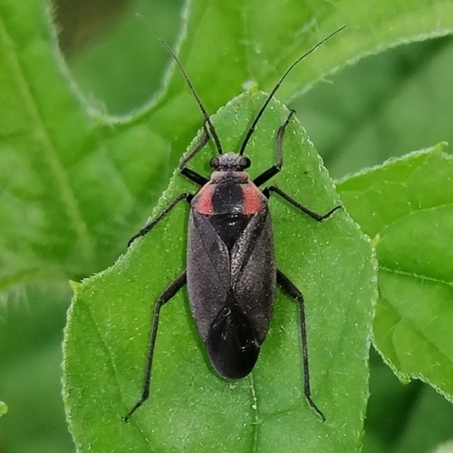 Prepops procorrentinus