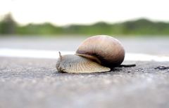 Megalobulimus oblongus