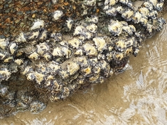 Saccostrea cuccullata