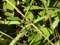 Dichromorpha australis