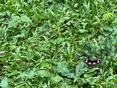 Hypolimnas bolina